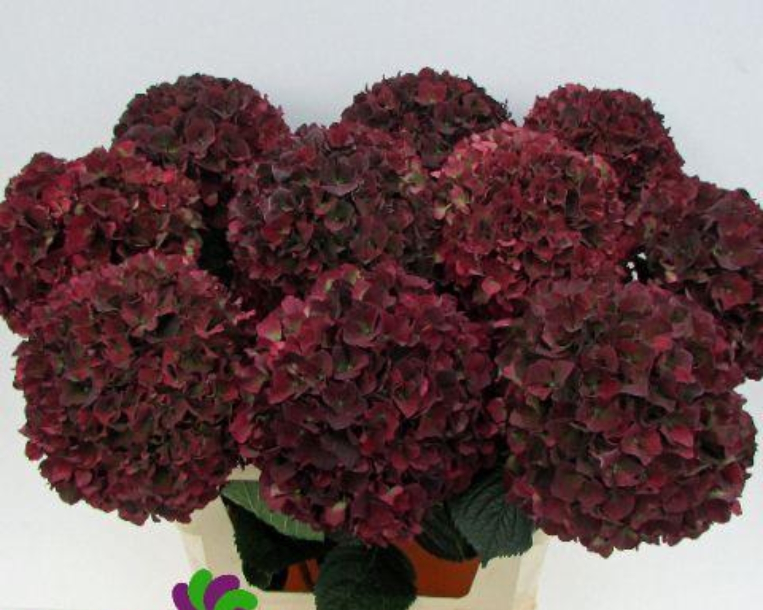 Hydrangea M Mag Rubyrd CL 80cm