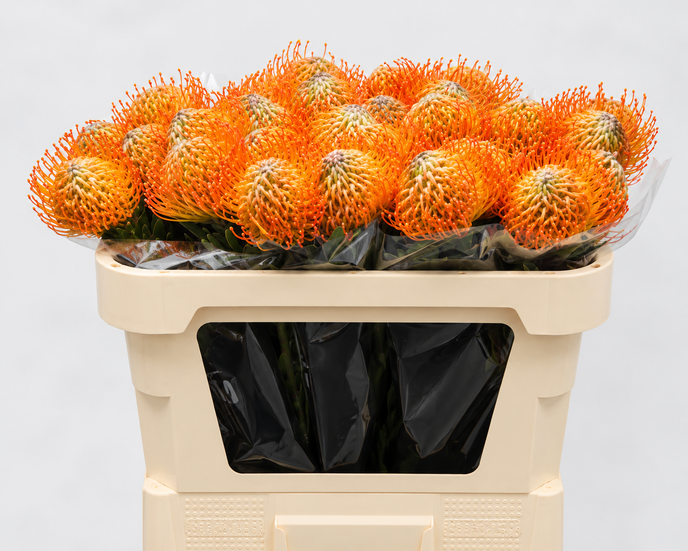 Leuco Nutan Hell Orange